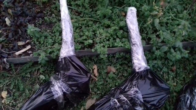Дагестан.Вторая Родина фундука Трапезунд. смотреть онлайн
