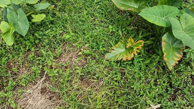 MENCARI YUPI & POP IT  DI RUMPUT RUMPUT❗Yupi Gummy Big Frank, Yupi Calci Bean, Mie Sedaap, Milkita