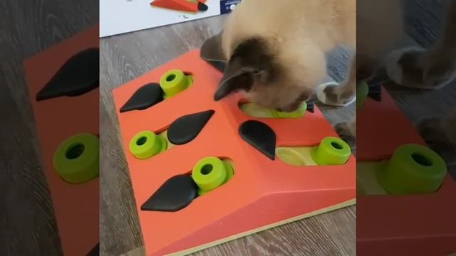 Cat Puzzle Game - Melon Madness Puzzle & Play by Nina Ottosson & Petstages смотреть онлайн