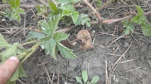 Основные работы на ежевике весной смотреть онлайн