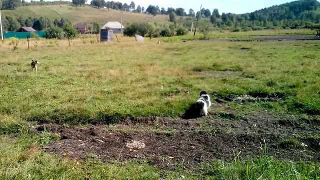 Пуся и собака 2 смотреть онлайн