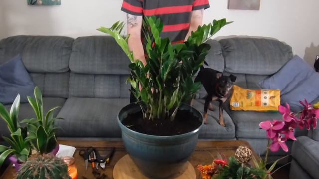Transplanting and Caring for The ZZ Plant смотреть онлайн