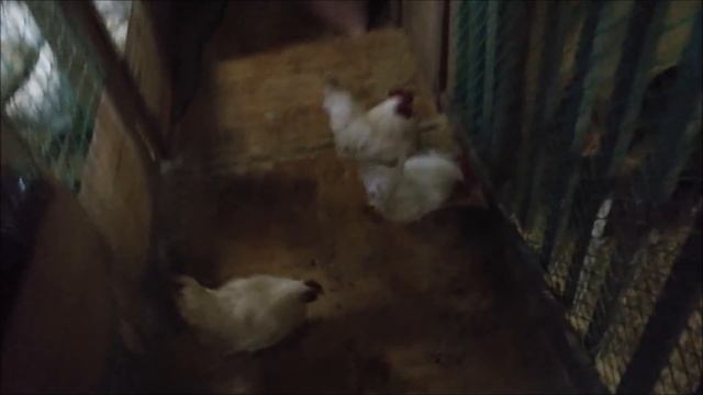 Как мы лечим птицу & Самый дешевый и эффективный способ лечения кур! смотреть онлайн