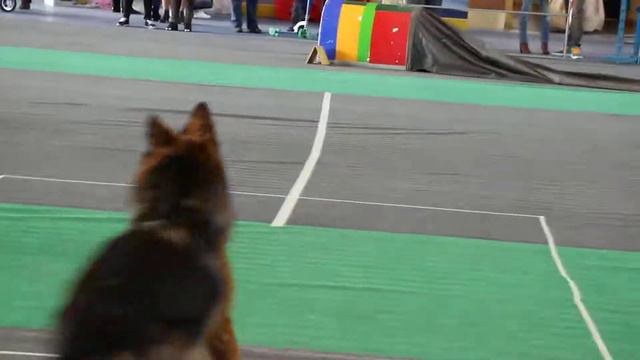 Полоневич Анна и немецкая овчарка Кира смотреть онлайн