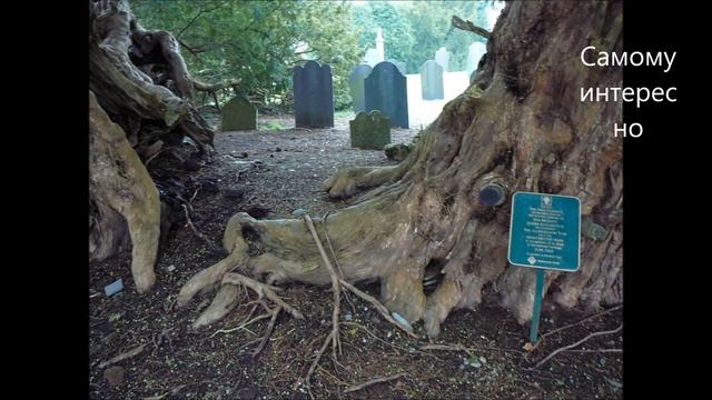 Топ 10 самых старых долгожителей деревьев. Сам не знал. смотреть онлайн