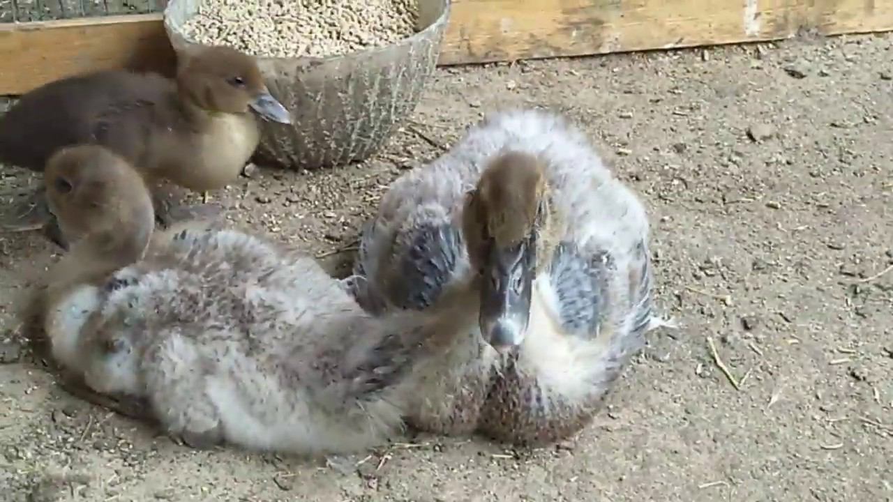 У утят расстройство ЖКТ, что делать? смотреть онлайн