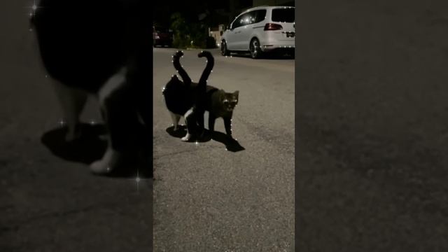 Котики делают сердечко из хвостиков #shorts #врек #2023 #милашки #топчик #мем #roblox #новый #реки смотреть онлайн