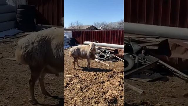 (742) сыновья от Красавчика смотреть онлайн