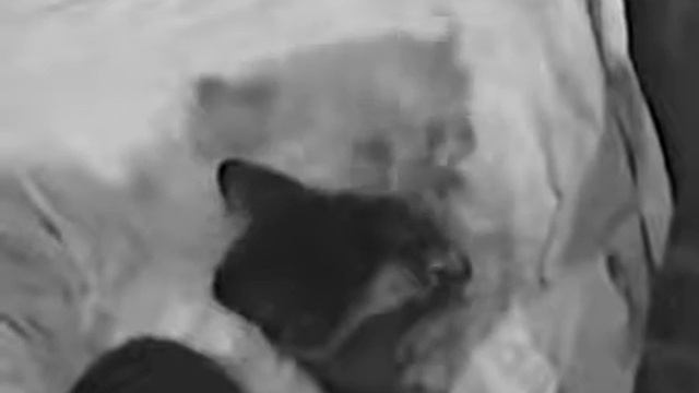 "ЧТО ЛЮБОВЬ ТАКОЙ БЫВАЕТ - ПРЕЖДЕ Я НЕ ЗНАЛ..." ) ФАНТАЗИЯ Ф.В.ГИНЗБУРГА. ПЕСНЯ "ШКОЛЬНЫЙ ВАЛЬС". смотреть онлайн