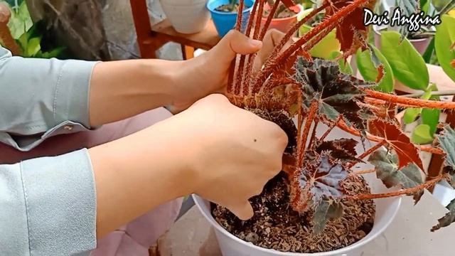 CARA MEMPERBANYAK BEGONIA BLACK VELVET смотреть онлайн