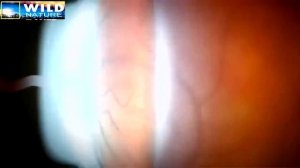 Львиный прайд.Кровавая вражда.Охота львов.