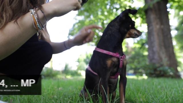 GoPro Hero 5 Black Vs SJCAM M20 | 4K Action Camera | Cheap And Easy (english Review)