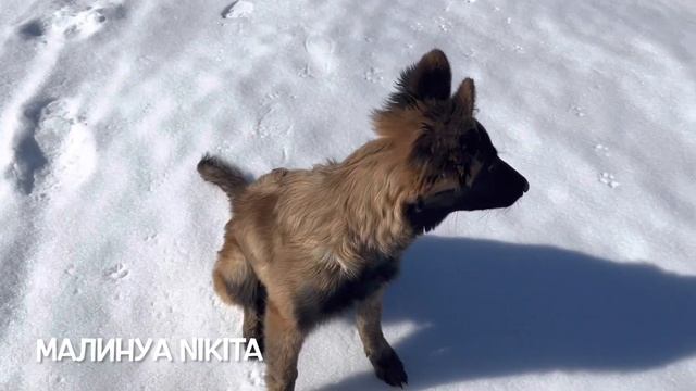 Моя Малиновая жизнь ????????. Дрессировка собак. Учёный пёс. 15.03.2022 смотреть онлайн