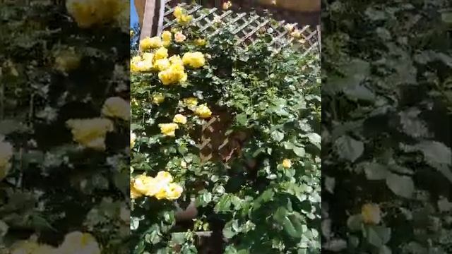 роза голден шоуерс смотреть онлайн