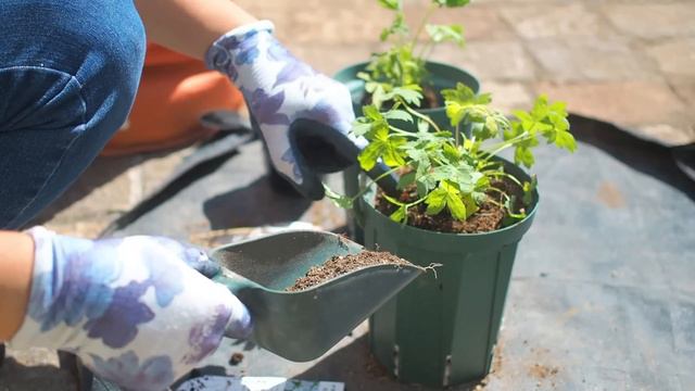 《10月のガーデニング》ナチュラルガーデン向きの宿根草１３品種植え付け❀秋の庭に咲く花《T's Garden》 смотреть онлайн