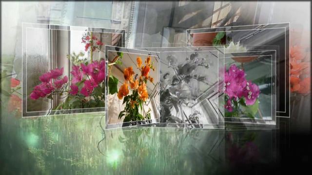 От бегонии до адениума ч 1 смотреть онлайн