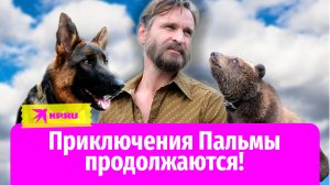 «Пальма 2»: в продолжении фильма снимается настоящий медведь