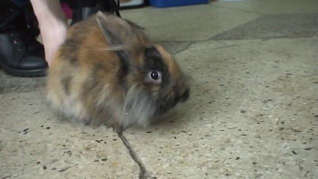 декоративный кролик черепахового окраса в "Зоо-Маге". смотреть онлайн