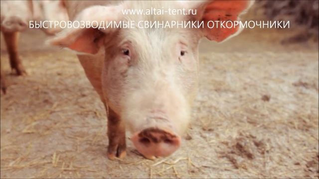 СВИНОВОДСТВО КАК БИЗНЕС Ангар Свинарник откормочник видео