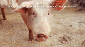 СВИНОВОДСТВО КАК БИЗНЕС Ангар Свинарник откормочник видео