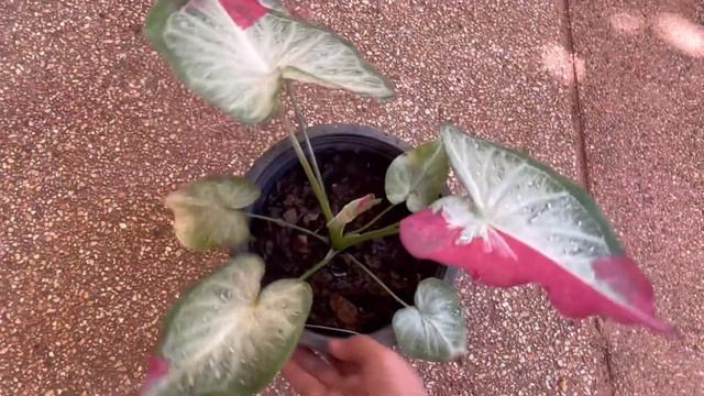 Ep.2 If your like splash red Colored Leaved caladium varity with green margins смотреть онлайн