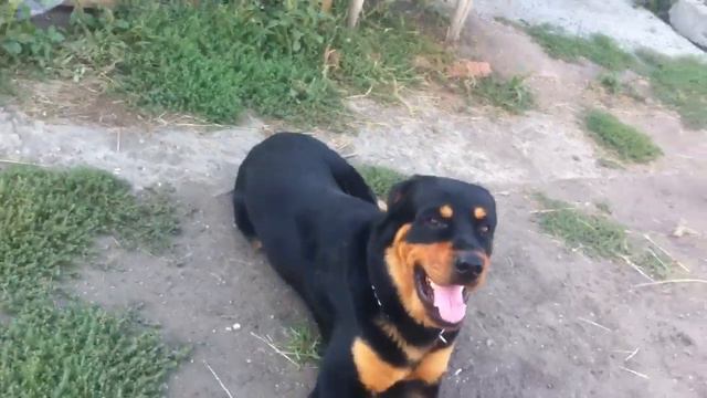 Ротвейлер,выполнение команд,сидеть,лежать,стоять. смотреть онлайн