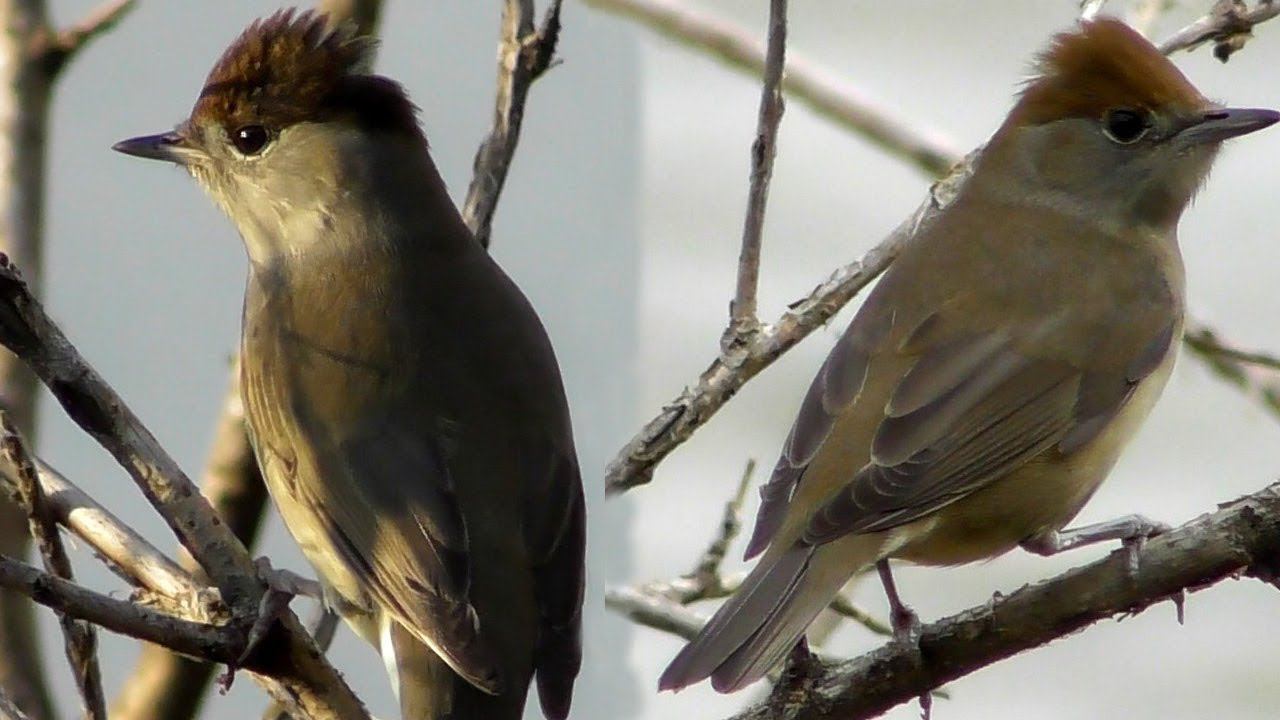 Черноголовая Славка Самец и Самка / Eurasian blackcap / Capinera смотреть онлайн