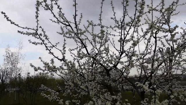 Цветёт чернослив и айва японская Горячий Ключ смотреть онлайн