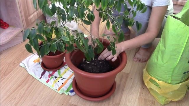 Пересадка Фикуса Бенджамина и Герани. смотреть онлайн