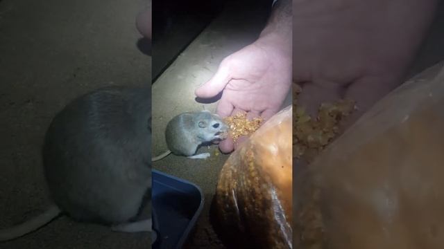Приручаем тушканчика на природе смотреть онлайн