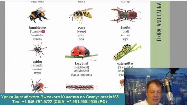 25 ENGLISH VISUAL DICTIONARY СЛОВАРЬ С КАРТИНКАМИ , ЖИВОТНЫЕ