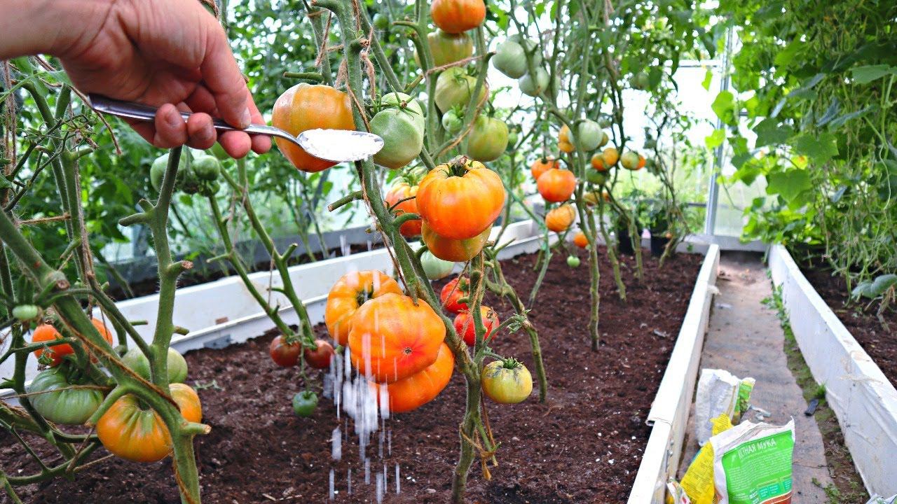 Если томаты в теплице или открытом грунте кислят не медлите - срочно подкормите этим! смотреть онлайн