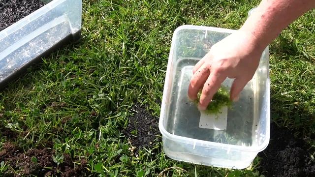 How To Grow the BEST Carpet plant for your aquarium - Monte Carlo, Micranthemum Tweediei. смотреть онлайн