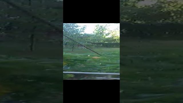 Хозяин двора