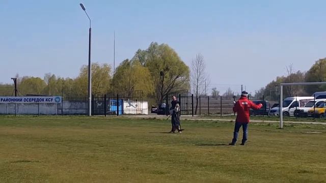 Бякова Мария и Ингар. "Кубок Василькова-2017" IPO-1 (C-94) смотреть онлайн