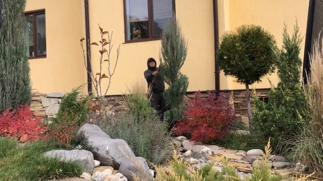 #tree #topiary #стрижкаможжевельника #спираль Стрижка можжевельника Блю ароу в форме спирали. смотреть онлайн