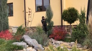 #tree #topiary #стрижкаможжевельника #спираль Стрижка можжевельника Блю ароу в форме спирали.