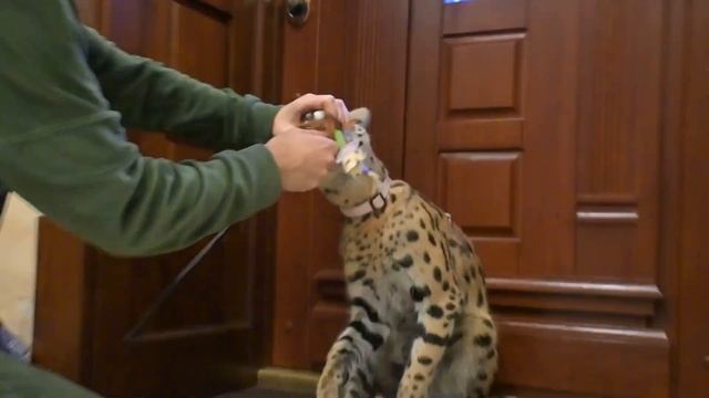 Сервал домашний играет ? Serval Cat Big Cat ?