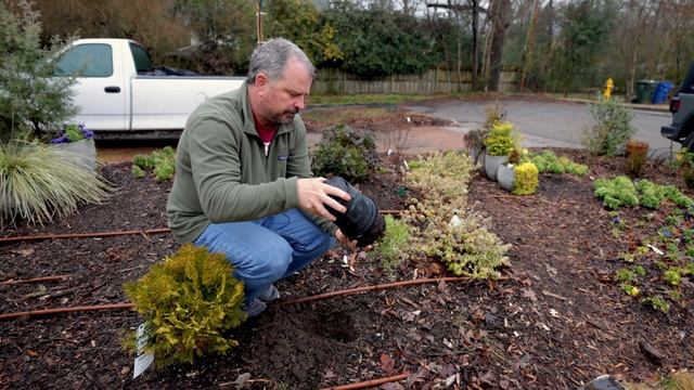 Rosa's Blush Blueberry - Year Round Appeal Plus Fruit смотреть онлайн