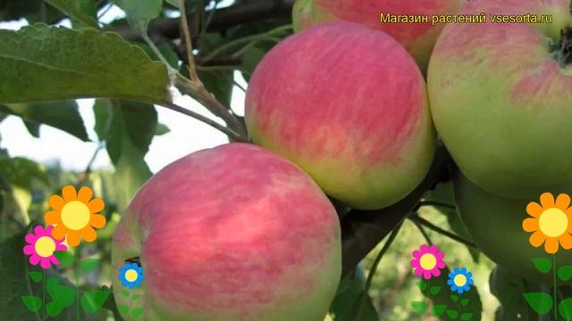 Яблоня Мантет (Яблоня). Краткий обзор, описание характеристик, где купить саженцы malus domestica смотреть онлайн