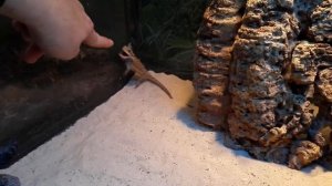 Агрессивная бородатая агама