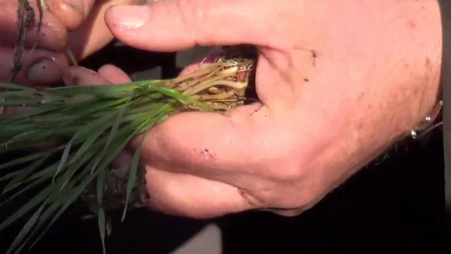 Донник в бинарном посеве уже начал вегетировать смотреть онлайн