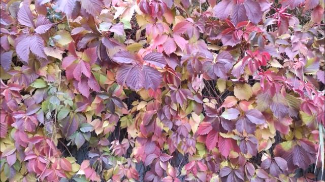 Осень. Картина без названия Читает автор Артем Азоян смотреть онлайн