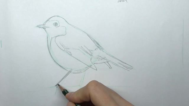 How to sketch birds for beginners - quick step by step смотреть онлайн