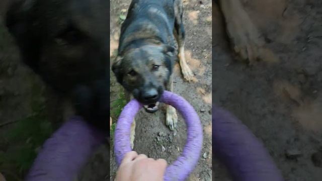 German shepherd dog.Немецкая овчарка зонарного окраса. #немецкаяовчарка #germanshepherd #dog #ddr смотреть онлайн