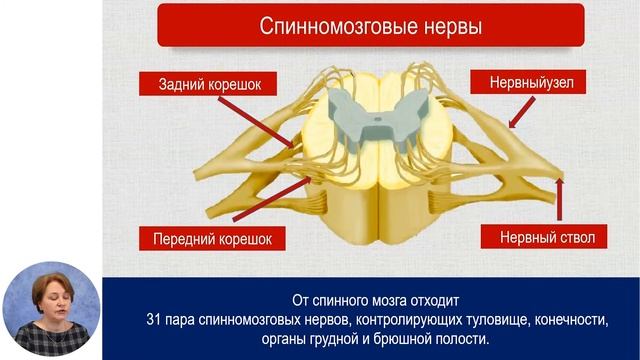 Биология, 8-й класс, Периферическая нервная система человека