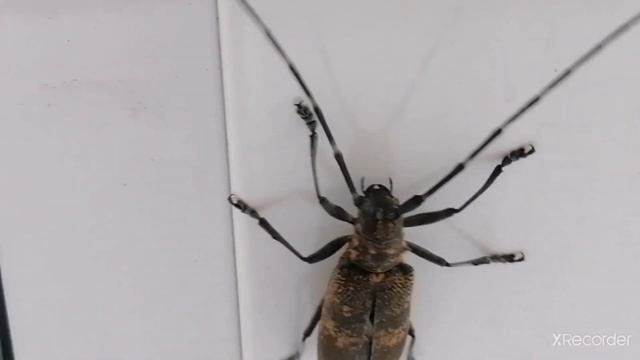 Огромный жук усач. Побег /. Enormous barbell beetle. Escaping смотреть онлайн