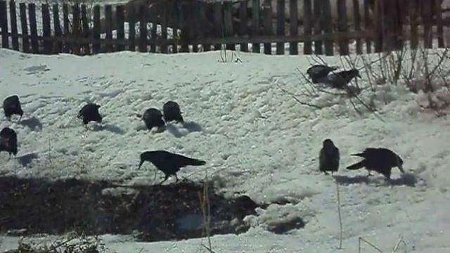 Грачи в огороде. смотреть онлайн