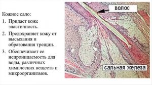 Кожа – покров тела. Тема 39. Строение и функции кожи