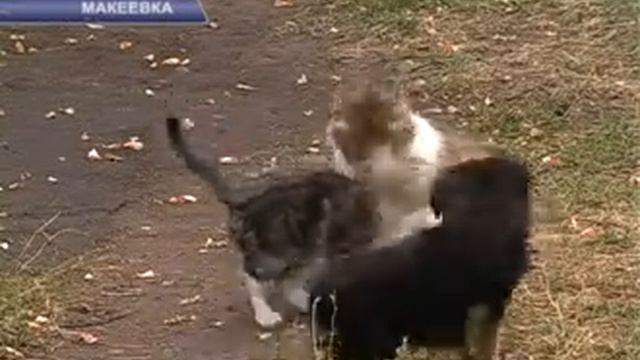 ГОСТИНИЦА ДЛЯ ЖИВОТНЫХ